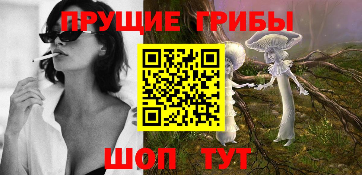 Псилоцибиновые грибы Psilocybe Вязники